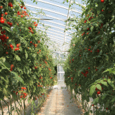 ミニトマトの収穫体験
