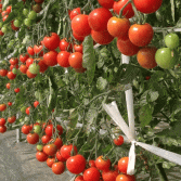 ミニトマトの収穫体験