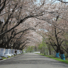 戸田記念墓地公園「桜」