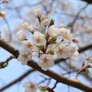 戸田記念墓地公園「桜」